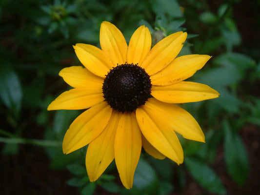 Rudbeckia fulgida (Orange Coneflower)