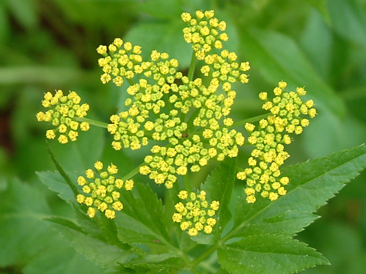 Zizia aurea (Golden Alexanders)