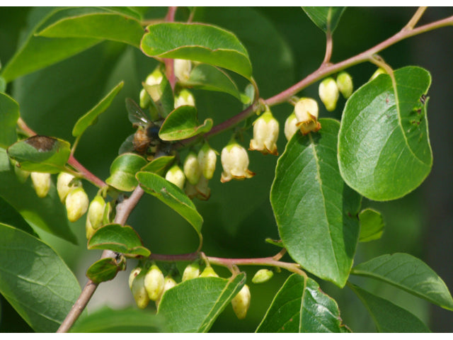Diospyros virginiana (Common Persimmon)