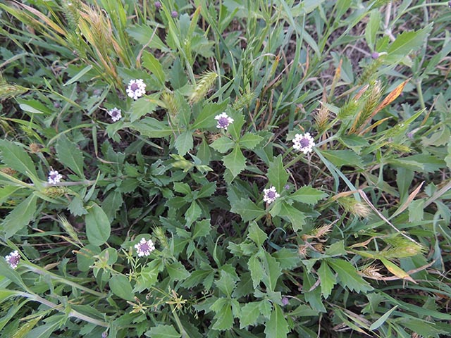 Phyla nodiflora (Frogfruit)
