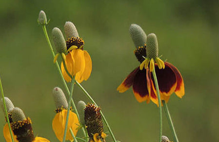 Ratibida columnifera (Mexican Hat, Prairie Coneflower)