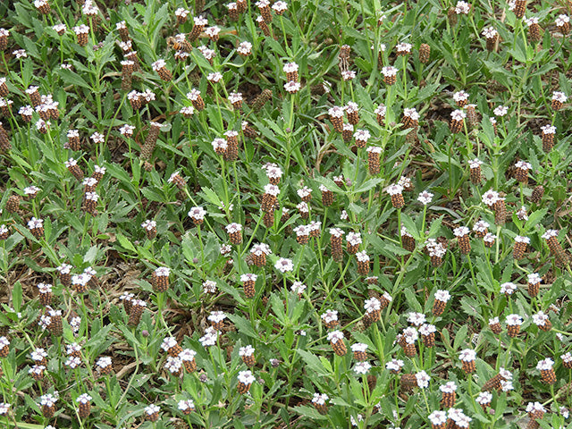 Phyla nodiflora (Frogfruit)