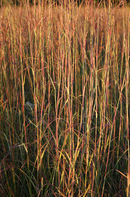 Andropogon gerardii (Big Bluestem)