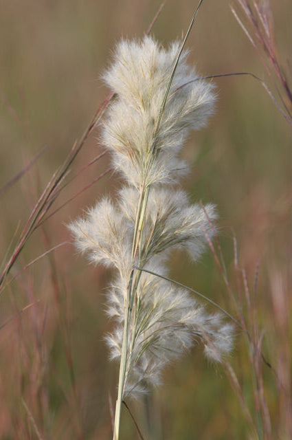 Andropogon glomeratus (Bushy Bluestem)