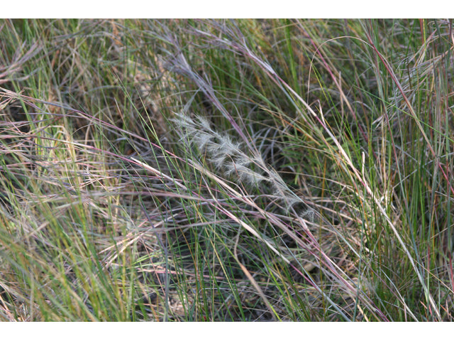 Andropogon virginicus (Broomsedge)