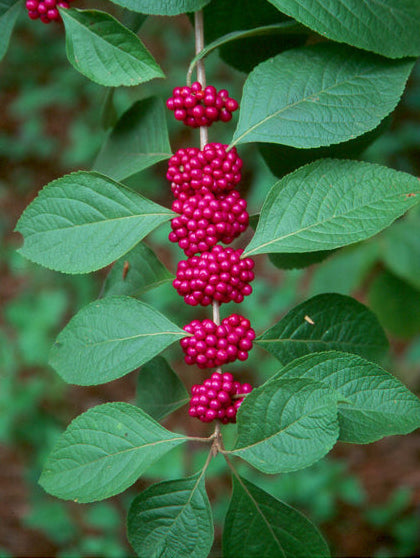 Callicarpa americana (American Beautyberry)