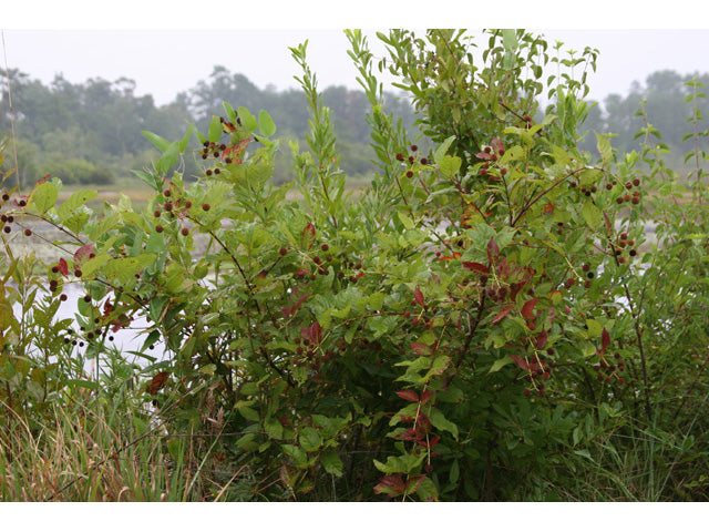 Cephalanthus occidentalis (Buttonbush)
