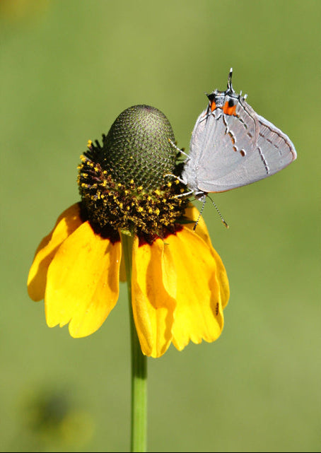 Dracopis amplexicaulis (Clasping Coneflower)