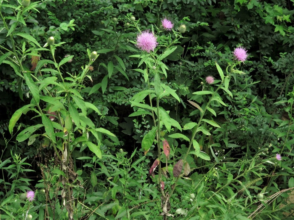 Cirsium altissimum (Tall Thistle)