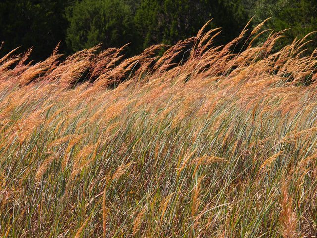 Sorghastrum nutans (Indiangrass)