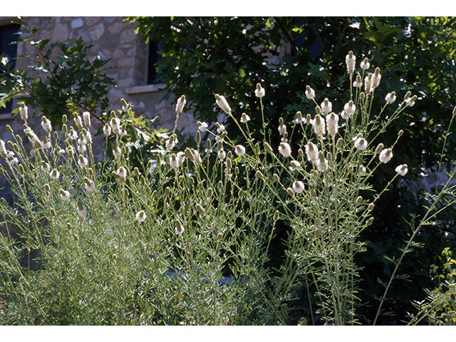 Dalea candida (White Prairie Clover)