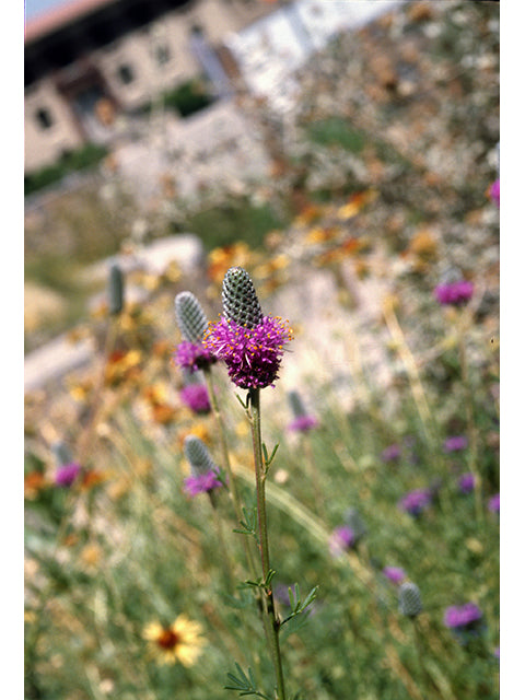 Dalea purpurea (Purple Prairie Clover)