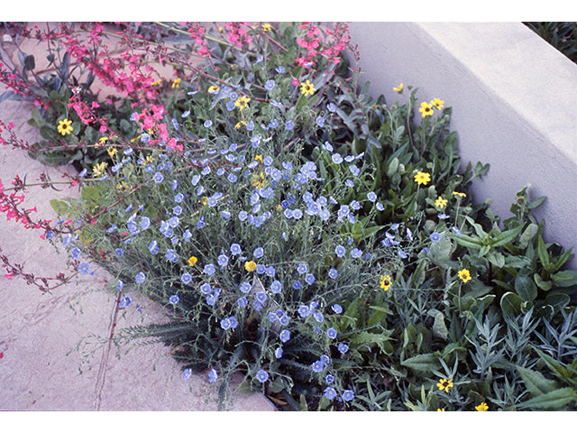 Linum lewisii (Wild Blue Flax)