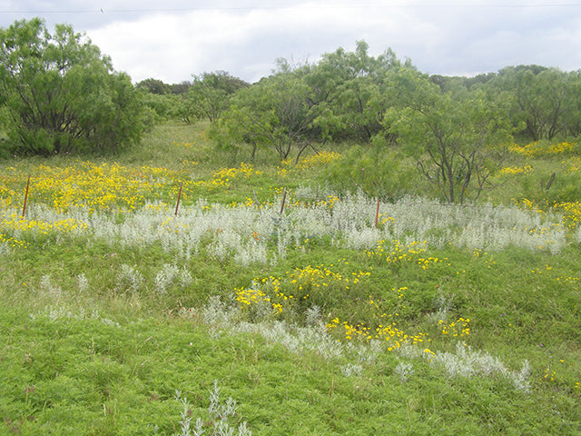 Artemisia ludoviciana (Prairie Sage)