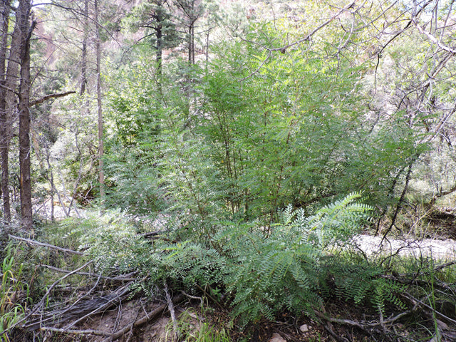 Amorpha fruticosa (False Indigo Bush)