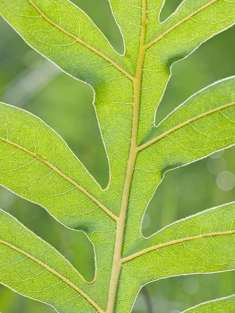 Silphium laciniatum (Compass Plant)