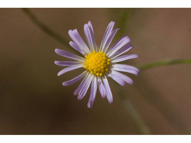 Boltonia diffusa (Smallhead Doll's Daisy)