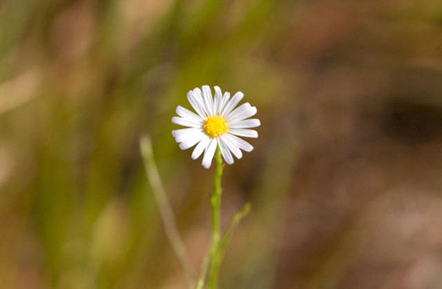 Boltonia diffusa (Smallhead Doll's Daisy)