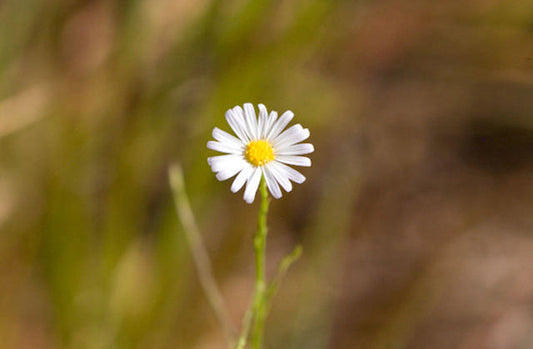 Boltonia diffusa (Smallhead Doll's Daisy)
