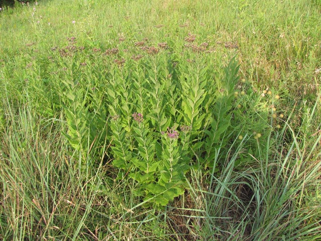 Vernonia baldwinii (Western Ironweed)