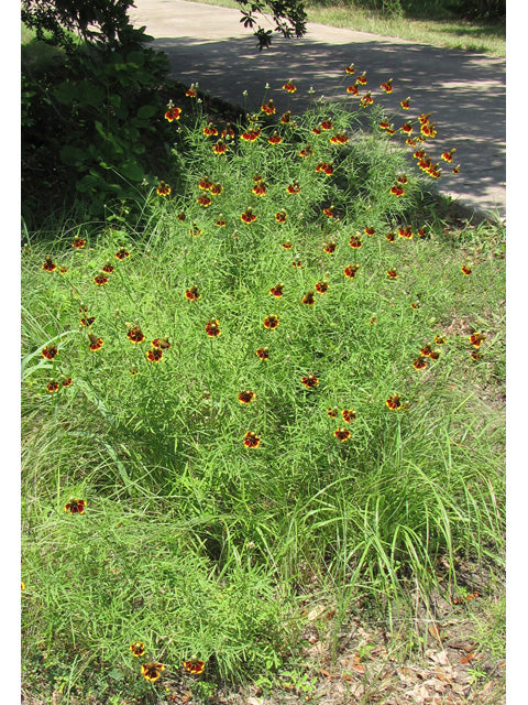 Ratibida columnifera (Mexican Hat, Prairie Coneflower)