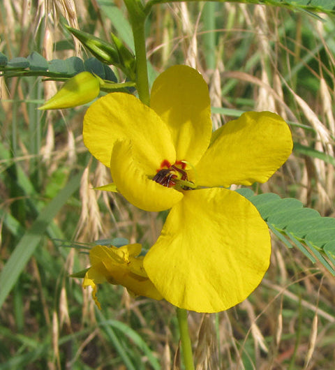 Chamaecrista fasciculata (Partridge Pea)