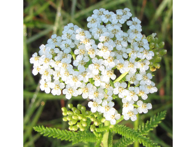 Achillea millefolium (Common Yarrow)