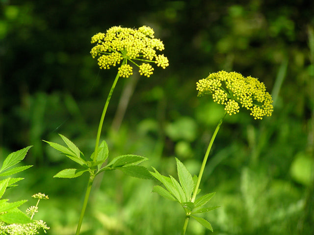 Zizia aurea (Golden Alexanders)