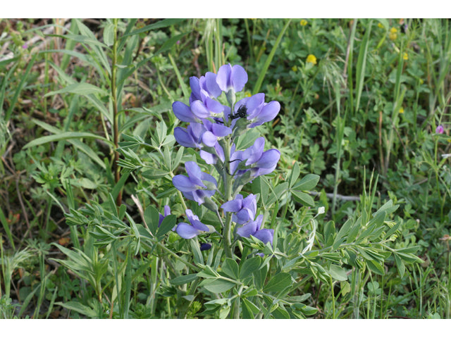 Baptisia australis (Blue Wild Indigo)