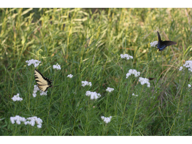Pycnanthemum tenuifolium (Slender Mountain Mint)