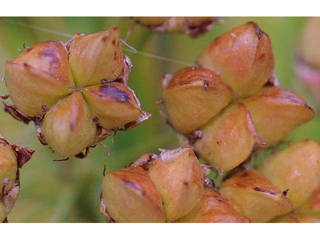 Physocarpus opulifolius (Ninebark)