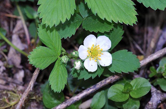 Fragaria virginiana (Wild Strawberry)