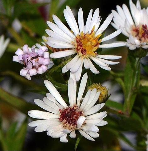 Symphyotrichum lanceolatum (White Panicled Aster)