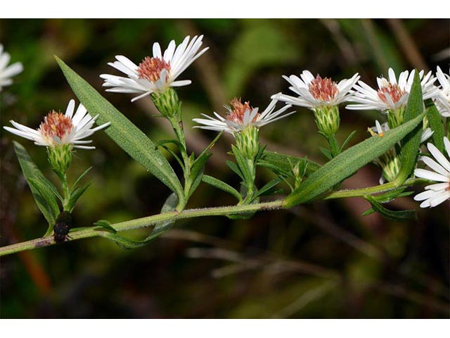 Symphyotrichum lanceolatum (White Panicled Aster)