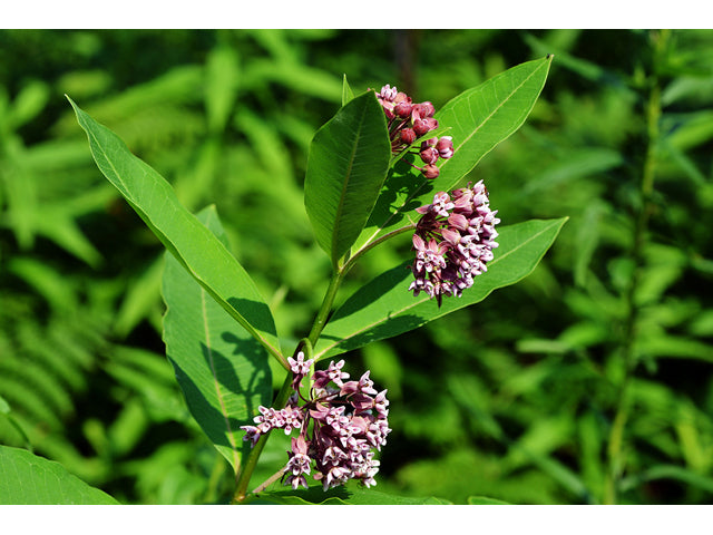 Asclepias syriaca (Common Milkweed)