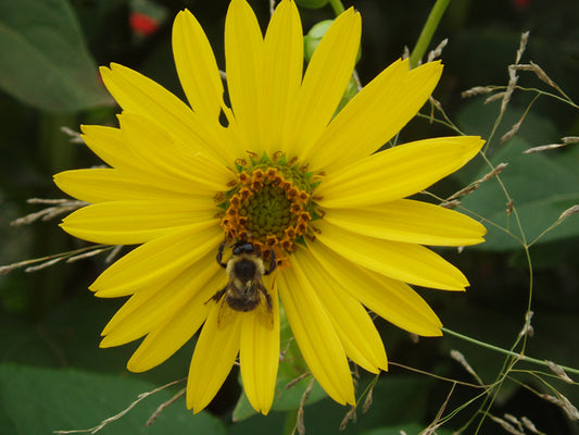 Silphium perfoliatum (Cup Plant)