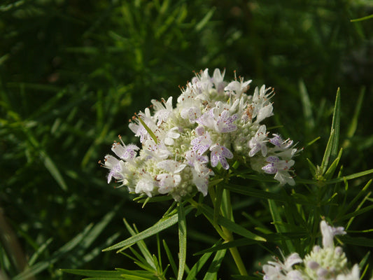 Pycnanthemum tenuifolium (Slender Mountain Mint)