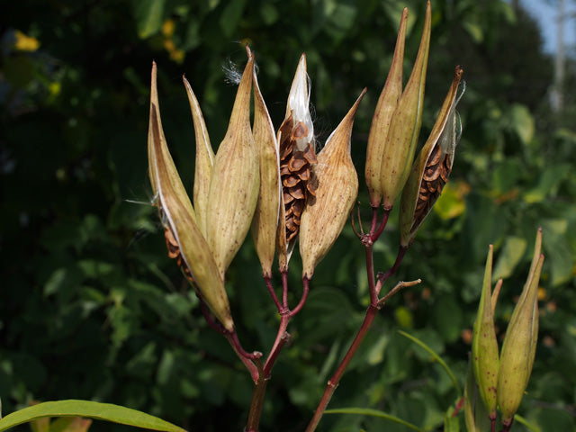 Asclepias incarnata (Swamp Milkweed)