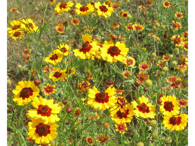 Coreopsis tinctoria (Plains Coreopsis)