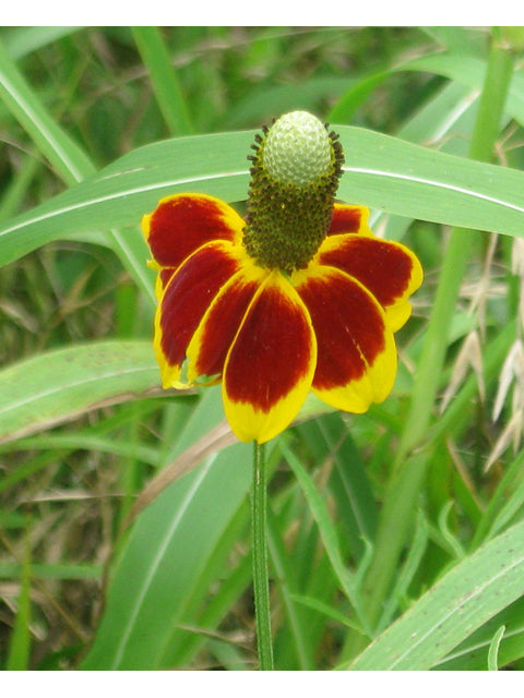 Ratibida columnifera (Mexican Hat, Prairie Coneflower)