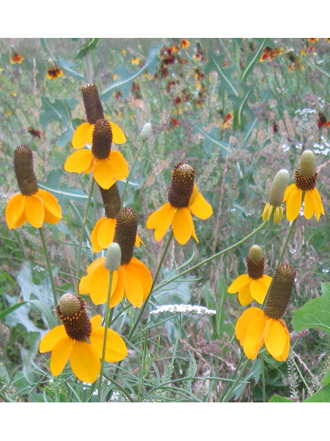 Ratibida columnifera (Mexican Hat, Prairie Coneflower)