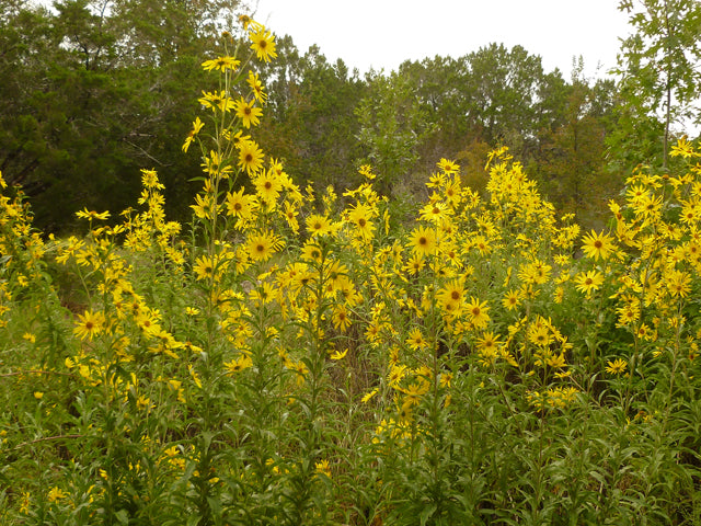 Helianthus maximiliani (Maximilian Sunflower)