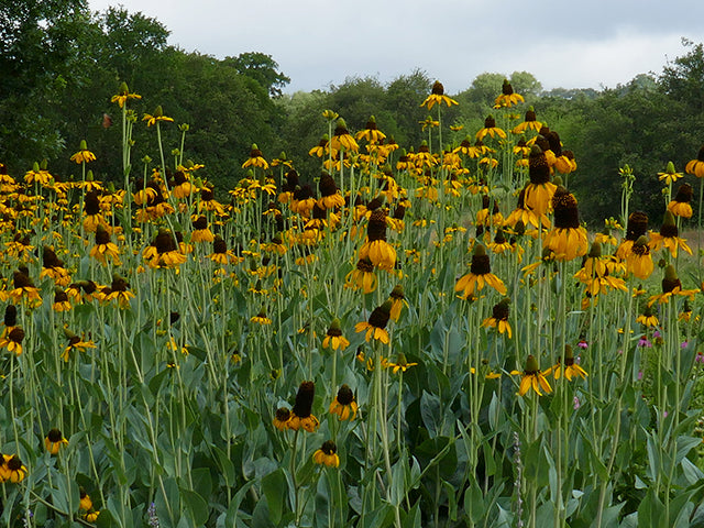 Rudbeckia Maxima (Giant Coneflower)