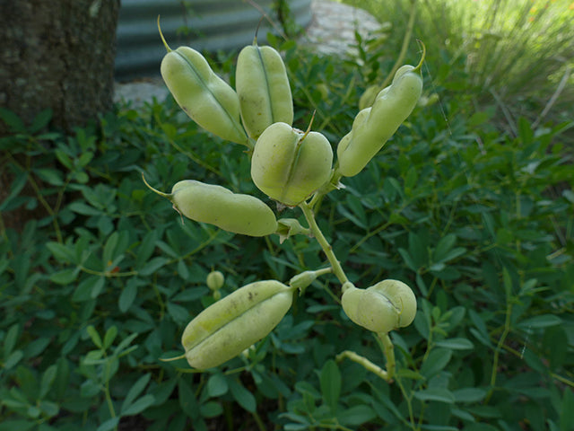 Baptisia australis (Blue Wild Indigo)