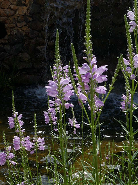 Physostegia virginiana (Obedient Plant)