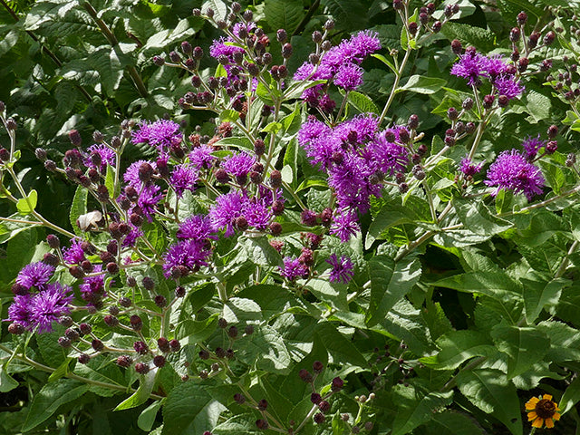 Vernonia baldwinii (Western Ironweed)