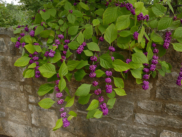 Callicarpa americana (American Beautyberry)