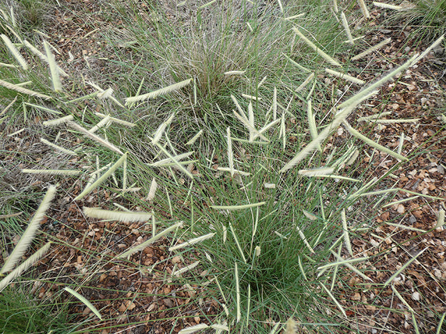 Bouteloua gracilis (Blue Grama)