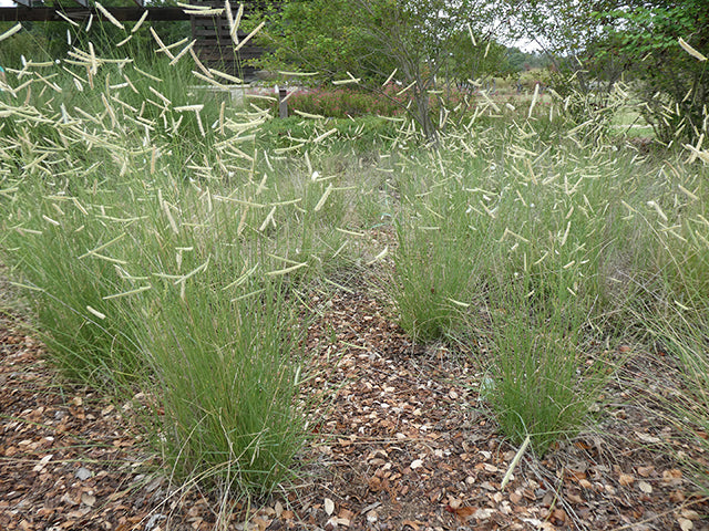 Bouteloua gracilis (Blue Grama)