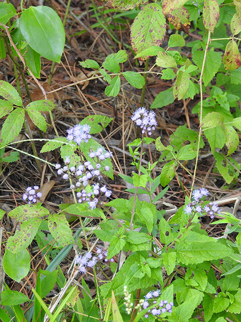 Conoclinium coelestinum (Blue Mistflower)